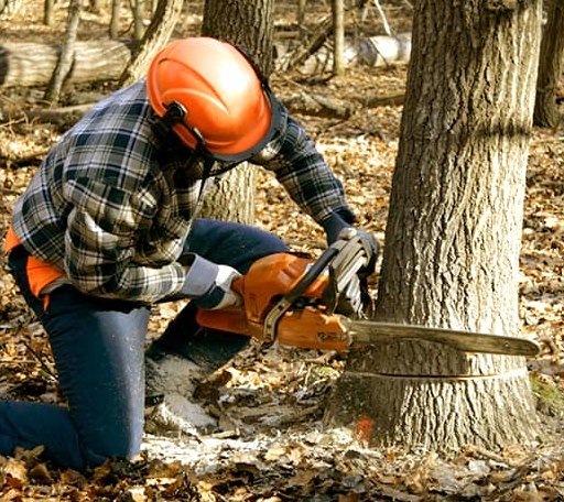 Tree Removal in Ebony, VA